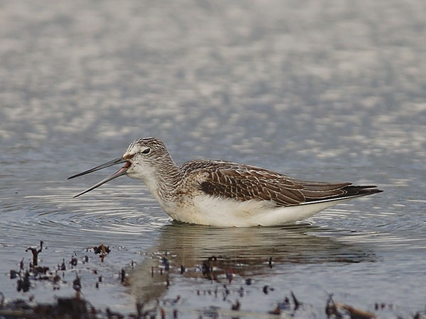 Valkoviklo, Common Greenshank, Tringa nebularia
